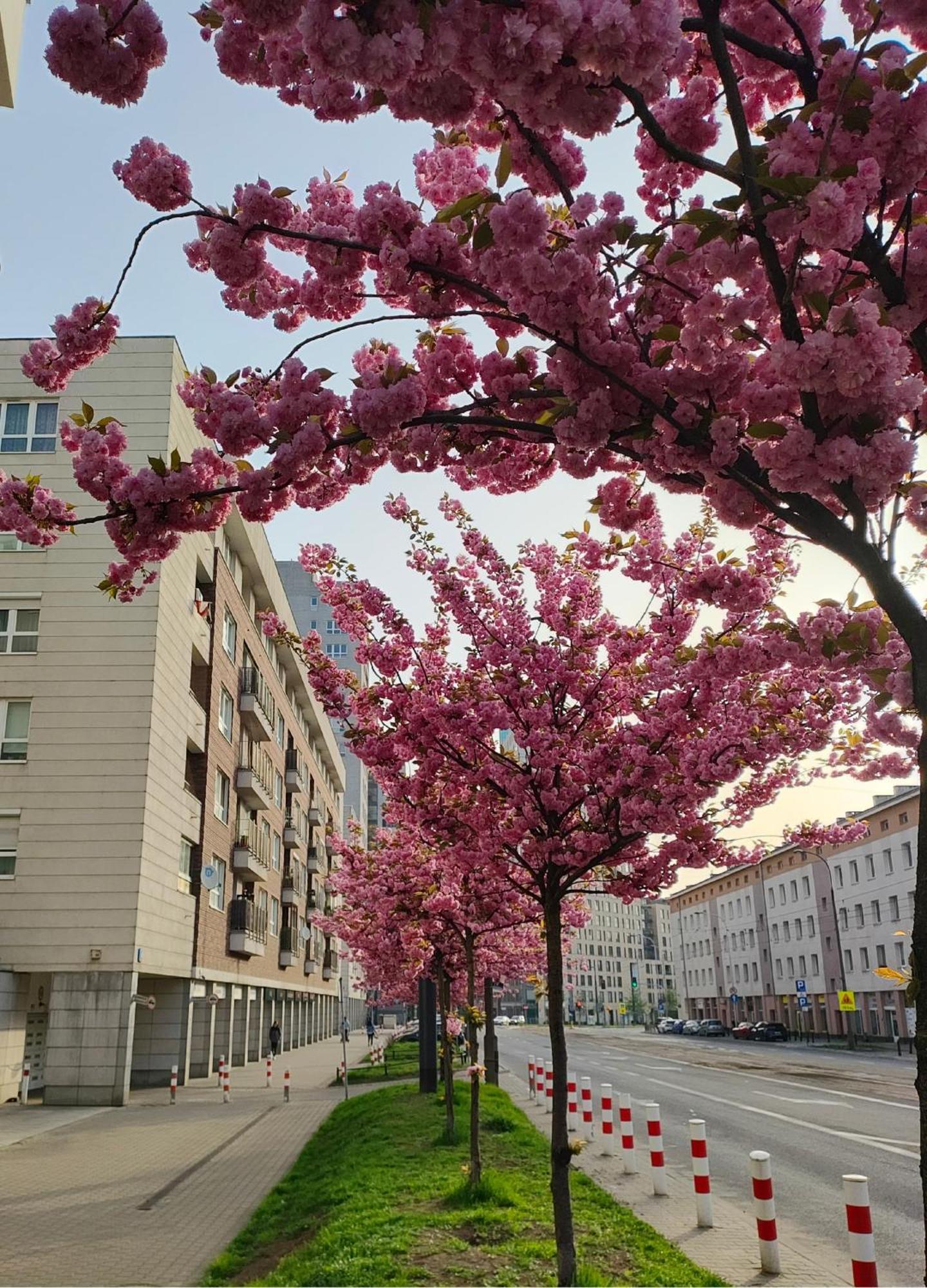 Totutotam_02 Lägenhet Warszawa Exteriör bild